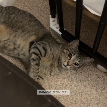 Photo 1/1 Iryss Chat lost in Pont de claix