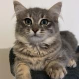 Picture of cat lost at Beynes 78650