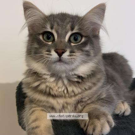 Photo 1/1 Nami Chat lost in Beynes 78650