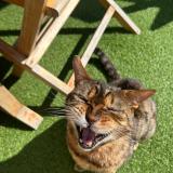 Picture of cat lost at Longnes