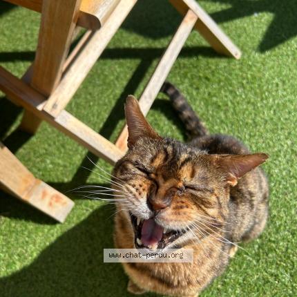 Photo 1/2 Jackpot Chat lost in Longnes