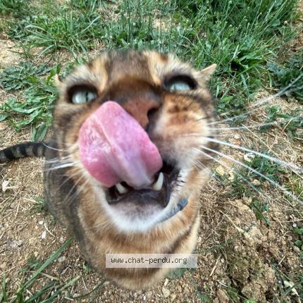 Photo 2/2 Jackpot Chat lost in Longnes