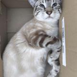 Picture of cat lost at La Haie Fouassiere