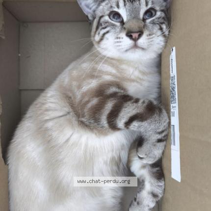 Photo 1/1 Oslo Chat lost in La haie fouassiere