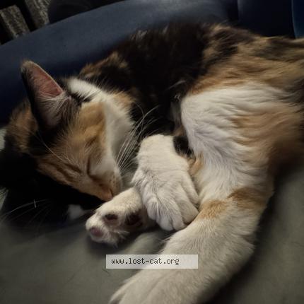 Photo 1/1 Kalel Chat lost in Los angeles