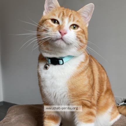 Photo 1/1 Garfield Chat lost in La grand combe