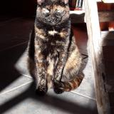 Picture of cat lost at Saint Pierre Langers