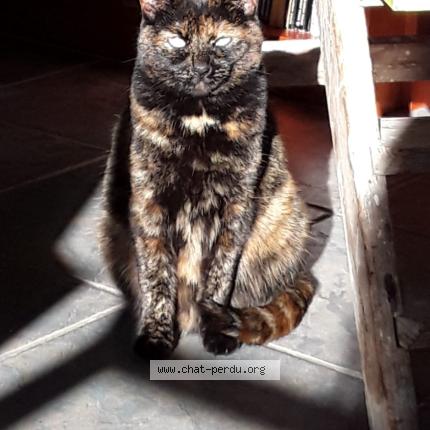 Photo 1/1 Escale Chat lost in Saint pierre langers