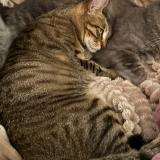 Picture of cat lost at Marignane