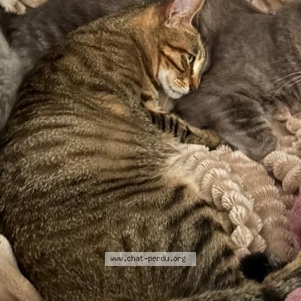 Photo 1/1 Tigra Chat lost in Marignane