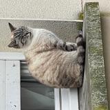 Picture of cat found at Chinon