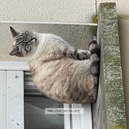 Photo 1/1 Found cat Found in Chinon