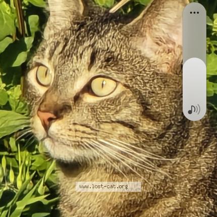 Photo 1/1 Dash Chat lost in Oceanside