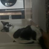 Picture of cat lost at St Medard En Jalles