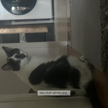 Photo 1/1 Maki Chat lost in St medard en jalles