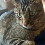 Picture of cat lost at Saint Cloud