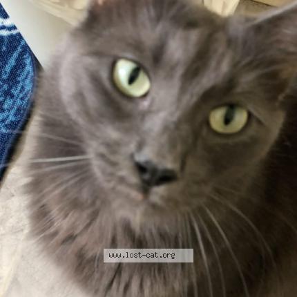 Photo 1/1 Cosmo Chat lost in San diego