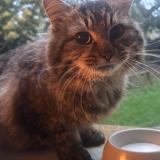 Picture of cat found at La Gouesniere