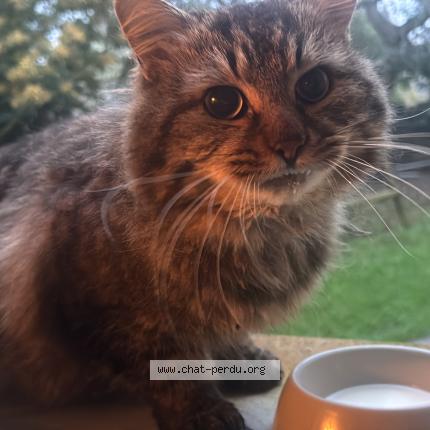 Photo 1/1 Found cat Found in La gouesniere