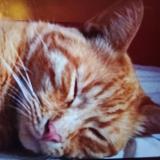 Picture of cat lost at St Priest