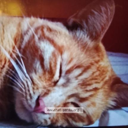 Photo 1/1 Titi Chat lost in St priest