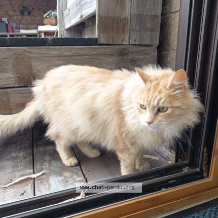 Photo 1/1 Found cat Found in Pontchateau