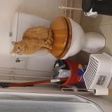 Picture of cat lost at Nantes