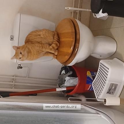 Photo 1/1 Taram Chat lost in Nantes