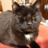 Picture of cat lost at Linexert