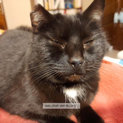 Photo 1/1 Juka Chat lost in Linexert