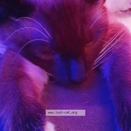 Photo 1/1 No name Chat lost in Zanesville