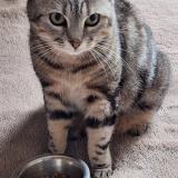 Picture of cat lost at Ygos Saint Saturnin