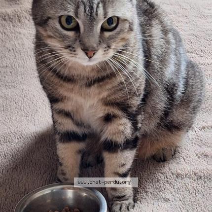 Photo 1/1 Lily Chat lost in Ygos saint saturnin