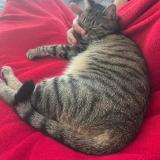 Picture of cat lost at La Garde