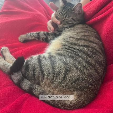 Photo 1/1 Vicky Chat lost in La garde