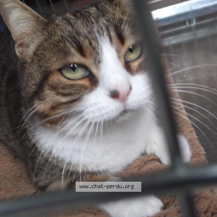 Photo 1/1 Found cat Found in Le cres