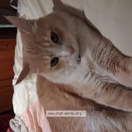 Photo 1/1 Gus Chat lost in Montpellier