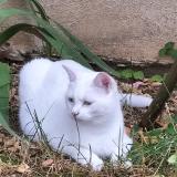 Picture of cat lost at Clermont L Herault
