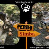 Picture of cat lost at Saint Astier