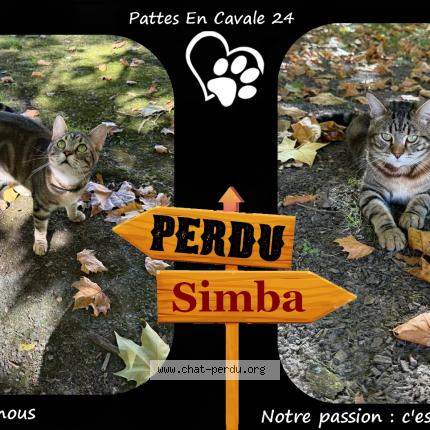 Photo 1/1 SIMBA Chat lost in Saint astier
