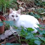 Picture of cat lost at Bretigny Sur Orge