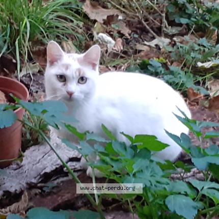 Photo 1/1 Suky Chat lost in Bretigny sur orge