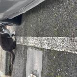 Picture of cat found at Toulouse