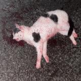 Picture of cat found at La Tremblade