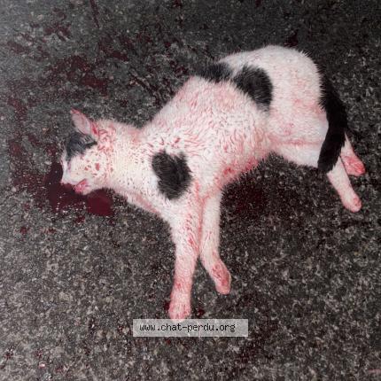 Photo 1/1 Found cat Found in La tremblade