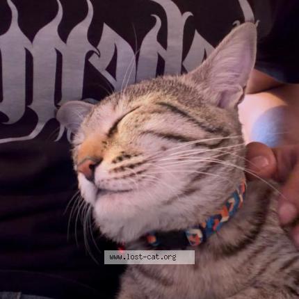 Photo 1/1 Bongo Chat lost in Noida