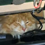 Picture of cat found at Ergue Gaberic