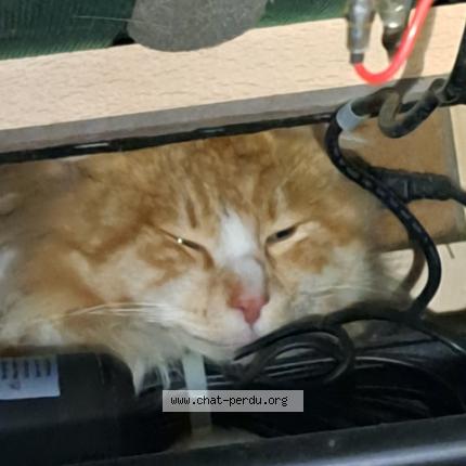 Photo 1/1 Found cat Found in Ergue gaberic