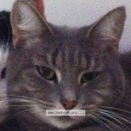 Photo 1/1 Reunited cat Lost in Mount Cottrell