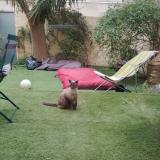 Picture of cat found at Marseille 7eme Arrondisse